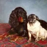 Bache_Otto_A_Spaniel_And_A_Pug
