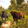 Jones_Charles_A_Pedigree_Bull
