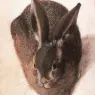 HOFFMANN_Hans_Hare