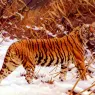 Ungewitter_Hugo_Siberischer_Tiger_In_Einer_Schneelandschaft