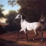 Agasse_Jacques_Laurent_A_Grey_Arab_Stallion_In_A_Wooded_Landscape