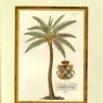 coconut_palm