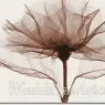 meyers_a_rose1