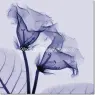 meyers_gloxinia1